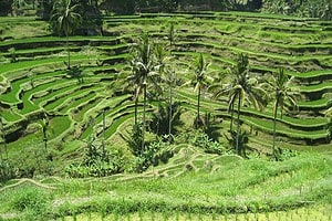 Bali - The Island of Golf